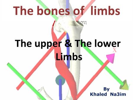 The upper & The lower Limbs
