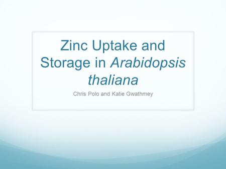 Zinc Uptake and Storage in Arabidopsis thaliana Chris Polo and Katie Gwathmey.