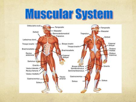Muscular System.