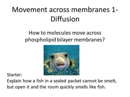 Movement across membranes 1- Diffusion How to molecules move across phospholipid bilayer membranes? Starter: Explain how a fish in a sealed packet cannot.