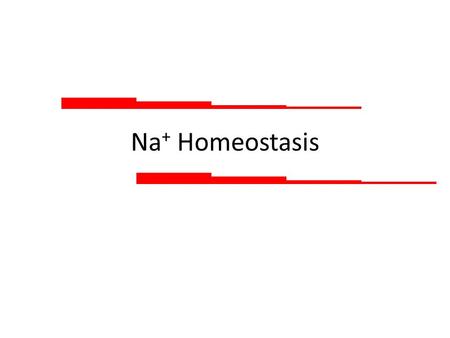 Na + Homeostasis. Sodium reabsorption by the nephron 1% 3% 6% 65% 25% Percentages give the proportion from filtered load reabsorbed Normally, only 1%