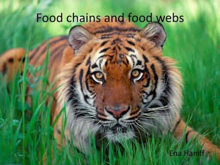 Food chains and food webs