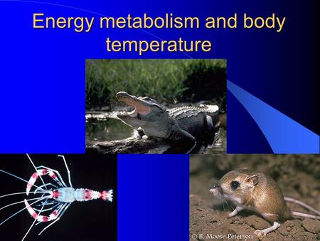 Energy metabolism and body temperature. Outline of the lecture Section 1 Energy Metabolism 1. Energy storage, liberation, transfer and utilization 2.