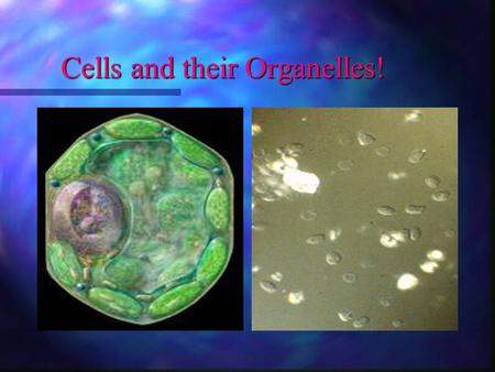 Cells and their Organelles!