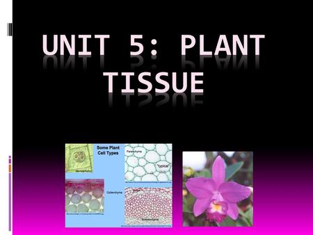 UNIT 5: PLANT TISSUE.