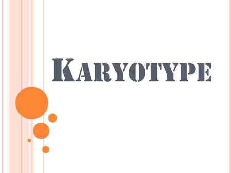 Karyotype.