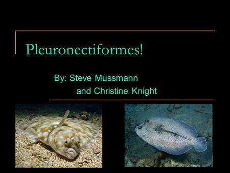 Pleuronectiformes! By: Steve Mussmann and Christine Knight.