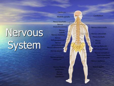 Nervous System. How did our nervous system work in the Impulse Activity we just completed? How did our nervous system work in the Impulse Activity we.