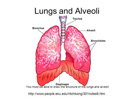 You must be able to draw the structure of the lungs and alveoli