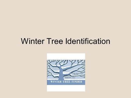 Winter Tree Identification. Evergreens (Conifers) Deciduous Leaves are needles or scalelike Leaves stay on Tree year round Fruit is a cone Sap has “antifreeze”
