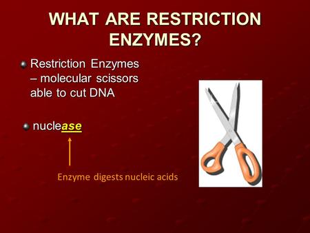 WHAT ARE RESTRICTION ENZYMES? Restriction Enzymes – molecular scissors able to cut DNA nuclease Enzymedigests nucleic acids.