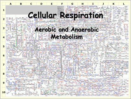 Cellular Respiration Aerobic and Anaerobic Metabolism.