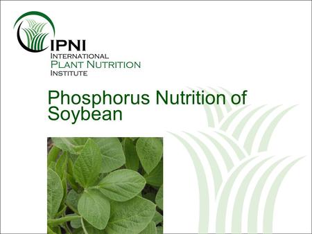 Phosphorus Nutrition of Soybean. Outline – P Nutrition of Soybean P uptake by above-ground plant tissue Soybean root morphology P influx by roots Yields.