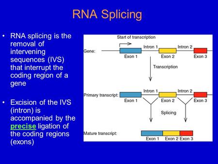 RNA Splicing RNA splicing is the removal of intervening sequences (IVS) that interrupt the coding region of a gene Excision of the IVS (intron) is accompanied.