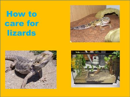 How to care for lizards. Equipment for bearded dragons You will need: Pooper scooper Water bowl/food bowl Vivarium Bark Ramps/fake trees Hiding cave/