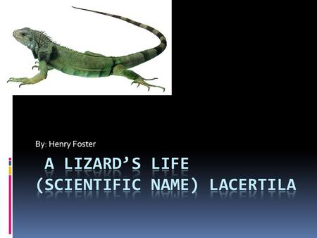 By: Henry Foster. A Lizard’s Look Most lizards are green, but they can be tan, brown, black, blue, or even multi colored. All lizards have eyes on either.