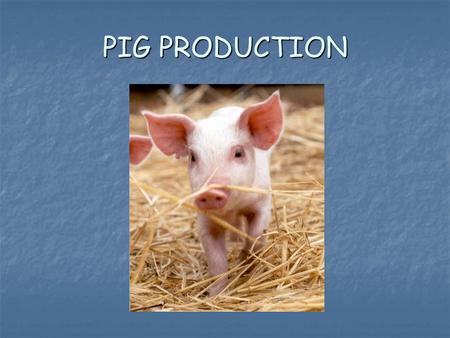 PIG PRODUCTION. Why pigs? For the gals-they don’t turn into men when they get drunk For the gals-they don’t turn into men when they get drunk For the.
