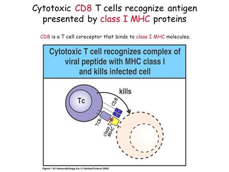 Cytotoxic CD8 T cells recognize antigen presented by class I MHC proteins Figure 1-30 CD8 is a T cell coreceptor that binds to class I MHC molecules. CD8.