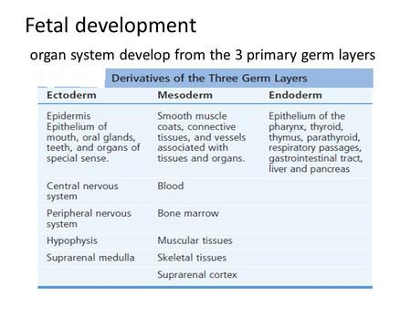 Fetal development organ system develop from the 3 primary germ layers.
