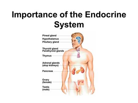 Importance of the Endocrine System. Hormones Chemical regulators produced by cells that affect cells in another part of the body. Endocrine hormones are.