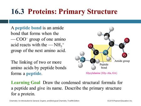 16.3 Proteins: Primary Structure