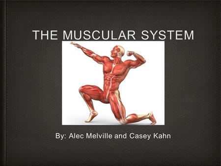 THE MUSCULAR SYSTEM By: Alec Melville and Casey Kahn.