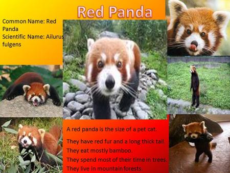 A red panda is the size of a pet cat. They have red fur and a long thick tail. They eat mostly bamboo. They spend most of their time in trees. They live.