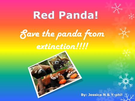 Save the panda from extinction!!!!. How they look  A red panda is a size of a pet cat.  They have red fur and a long thick tail.  They eat mostly bamboo.