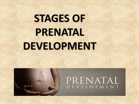 STAGES OF PRENATAL DEVELOPMENT. PRENATAL The term prenatal means the period of time before delivery. Today we are going to talk about the prenatal development.