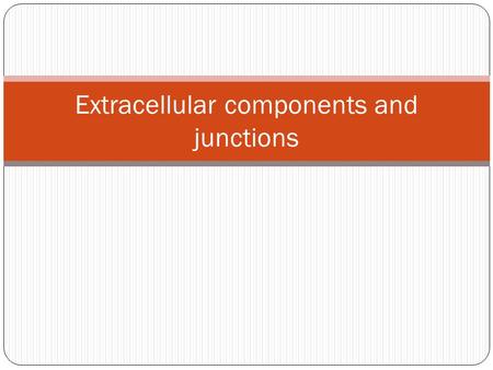 Extracellular components and junctions. Plant cells Plasmodesmata the intracellular junction between plant cells water and small solute can pass freely.