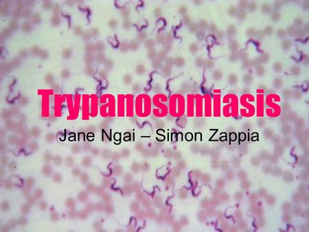 Trypanosomiasis Jane Ngai – Simon Zappia. Protista  Kinetoplastida  Trypanosoma.