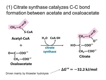 (1) Citrate synthase catalyzes C-C bond formation between acetate and oxaloacetate Driven mainly by thioester hydrolysis.
