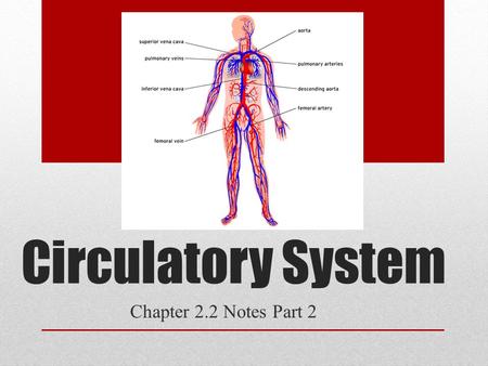 Circulatory System Chapter 2.2 Notes Part 2. Parts of the Heart Heart – left-right are reversed in diagrams (diagram p. 88) pumps 4L of blood/minute muscular.