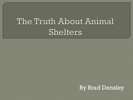 The Truth About Animal Shelters