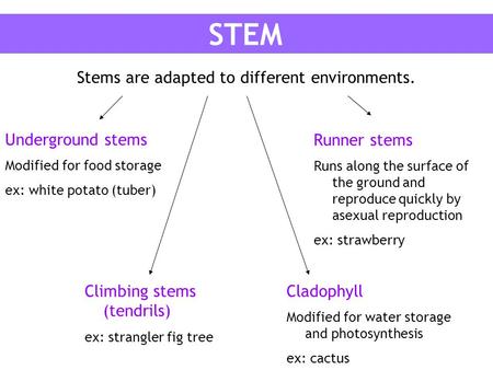 Stems are adapted to different environments.