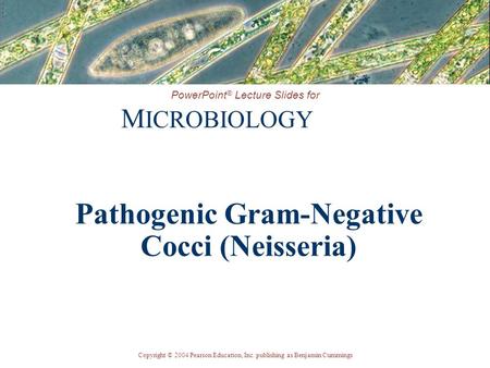 Copyright © 2004 Pearson Education, Inc. publishing as Benjamin Cummings PowerPoint ® Lecture Slides for M ICROBIOLOGY Pathogenic Gram-Negative Cocci (Neisseria)