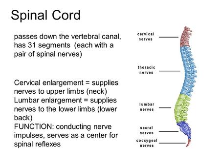 Spinal Cord passes down the vertebral canal, has 31 segments  (each with a pair of spinal nerves) Cervical enlargement = supplies nerves to upper limbs.