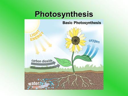 Photosynthesis. Photosynthesis Photosynthesis is the way that plants make food from sunlight –You take in food which is digested and then transferred.