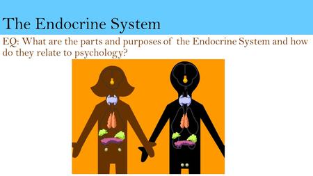 The Endocrine System EQ: What are the parts and purposes of the Endocrine System and how do they relate to psychology?