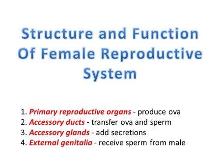 1. Primary reproductive organs - produce ova 2. Accessory ducts - transfer ova and sperm 3. Accessory glands - add secretions 4. External genitalia - receive.