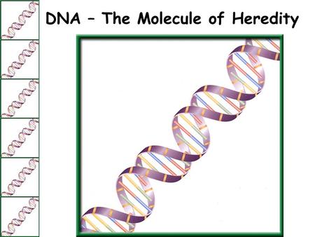 DNA – The Molecule of Heredity. What is DNA? Although the environment influences how an organism develops, the genetic information that is held in the.