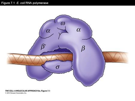 Figure 7.1 E. coli RNA polymerase. Figure 7.2 Sequences of E. coli promoters.