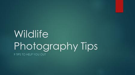 Wildlife Photography Tips 9 TIPS TO HELP YOU OUT.