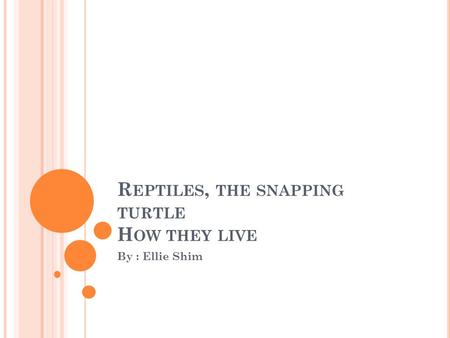 R EPTILES, THE SNAPPING TURTLE H OW THEY LIVE By : Ellie Shim.