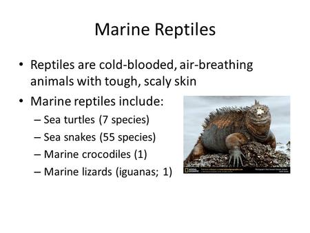 Marine Reptiles Reptiles are cold-blooded, air-breathing animals with tough, scaly skin Marine reptiles include: – Sea turtles (7 species) – Sea snakes.