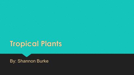 Tropical Plants By: Shannon Burke. California Fan Palm Tree REAL NAME - Washingtonia Filifera Habitat - Most Soils along alkaine streams and mountain.