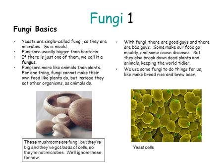 Fungi 1 Fungi Basics Yeasts are single-celled fungi, so they are microbes. So is mould. Fungi are usually bigger than bacteria. If there is just one of.