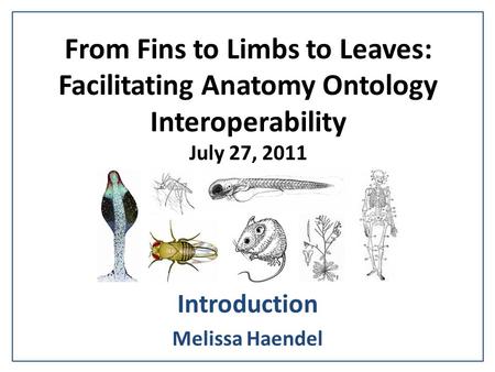 From Fins to Limbs to Leaves: Facilitating Anatomy Ontology Interoperability July 27, 2011 Introduction Melissa Haendel.