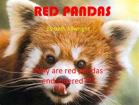 RED PANDAS By Beth Allwright Why are red pandas endangered???