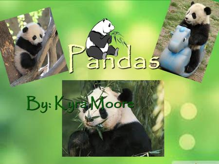 Pandas By: Kyra Moore Where do they live?  Pandas are found in the mountains of China  They live in cool, wet, cloudy bamboo forest.
